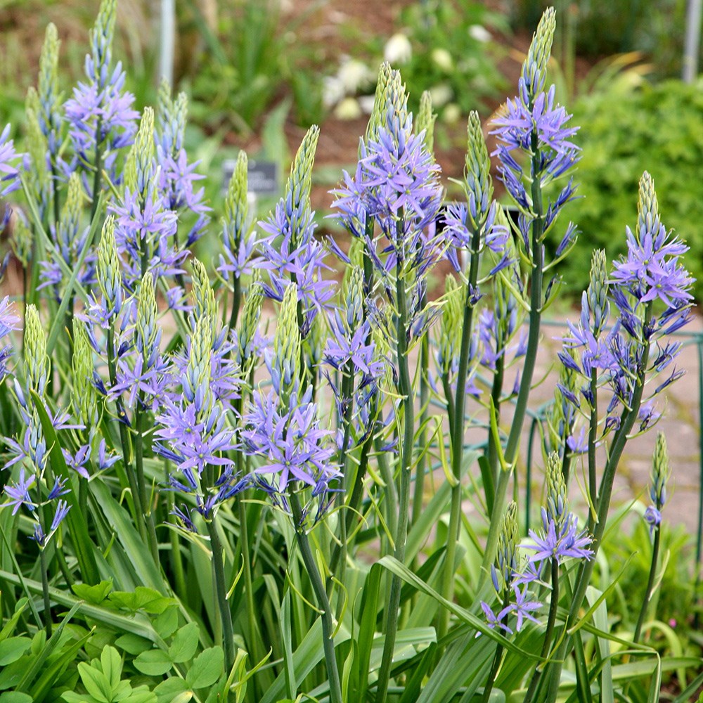 <i>Camassia cusickii</i> 
