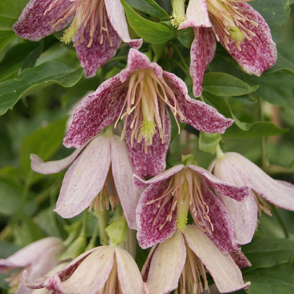 <i>Clematis</i> 'Advent Bells'