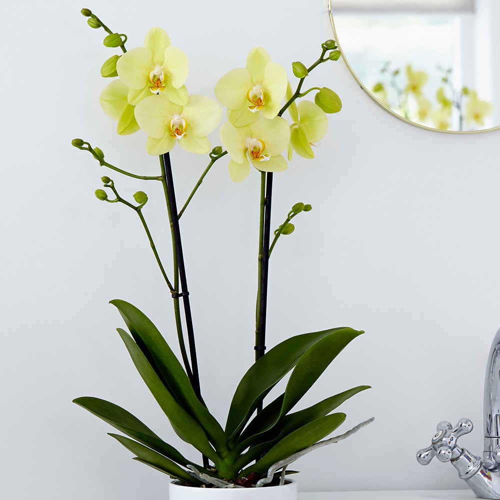 Phalaenopsis grandiflorum Alassio | Orchid
