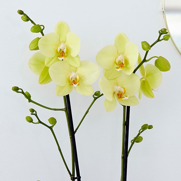 Phalaenopsis grandiflorum Alassio | Orchid