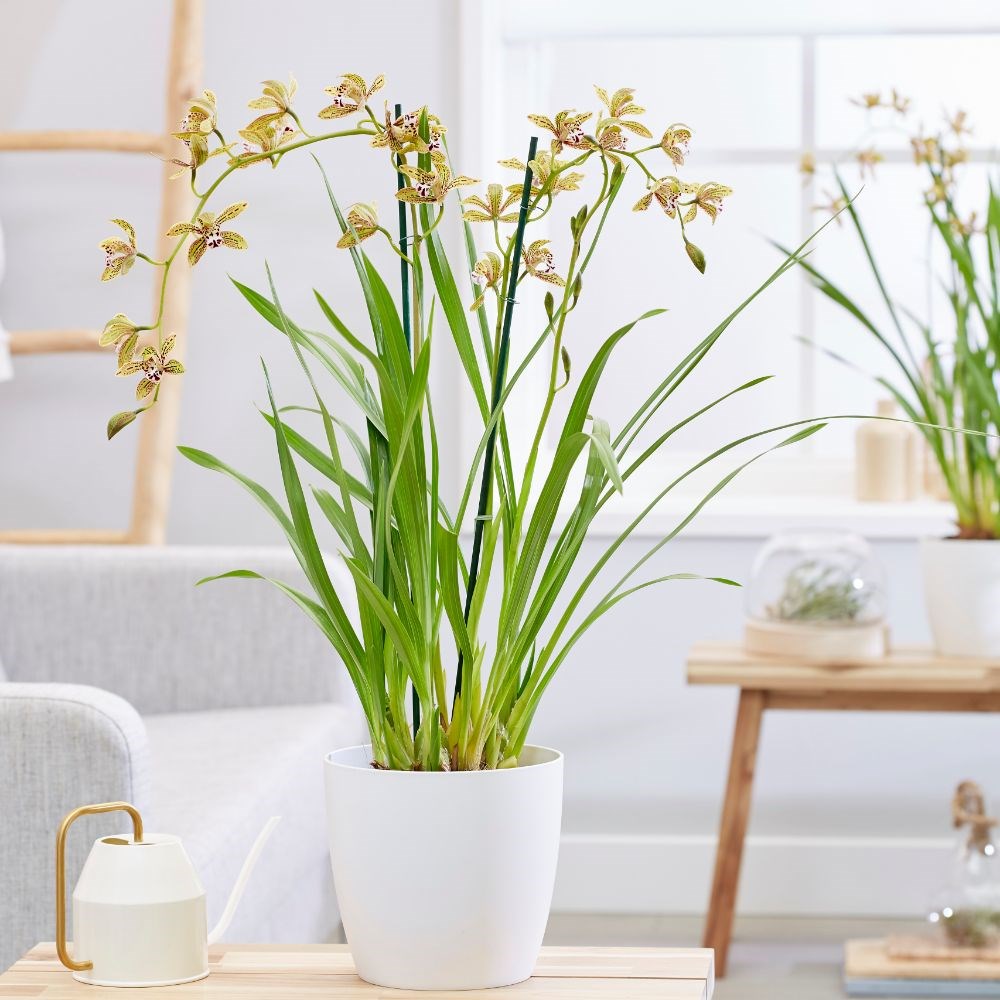 Cymbidium erythraeum | Orchid