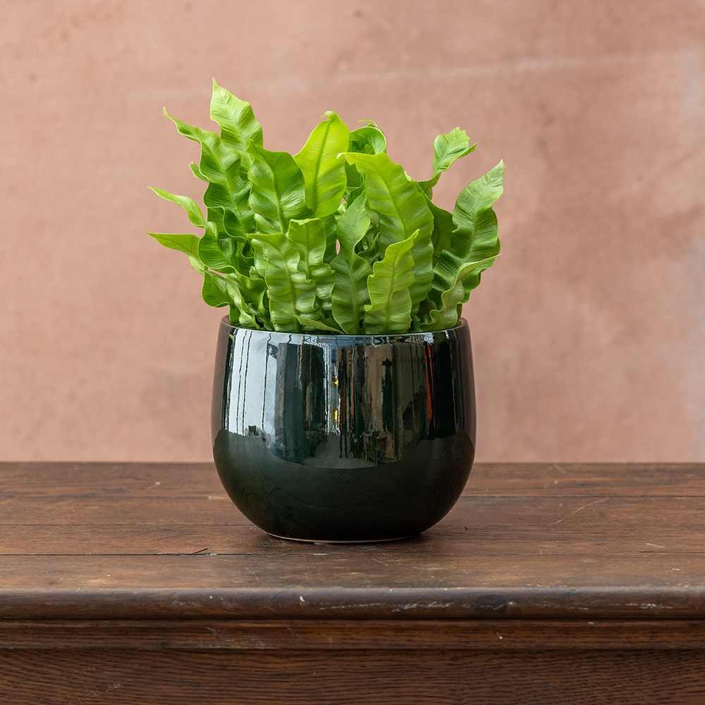 <i>Asplenium nidus</i> 'Crispy Wave' (PBR)