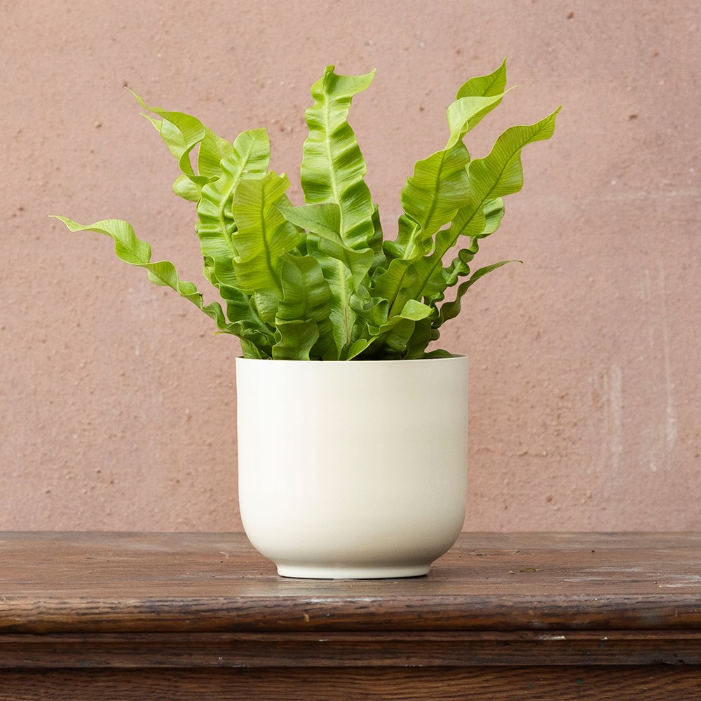 <i>Asplenium nidus</i> 'Crispy Wave' (PBR)