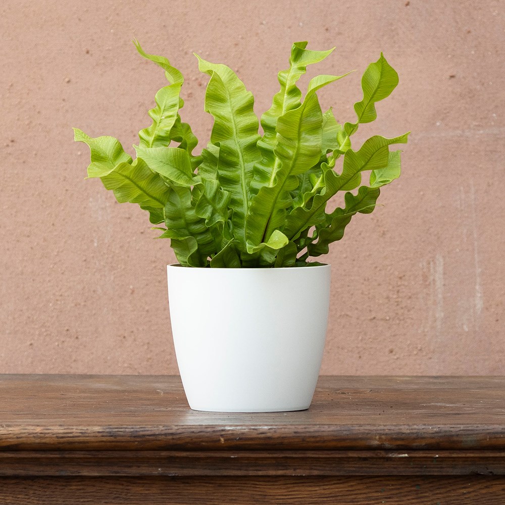 <i>Asplenium nidus</i> 'Crispy Wave' (PBR)