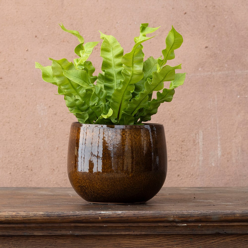 <i>Asplenium nidus</i> 'Crispy Wave' (PBR)