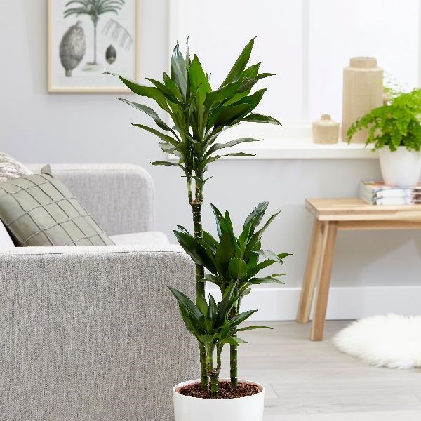 <i>Dracaena fragrans</i> 'Janet Lind'