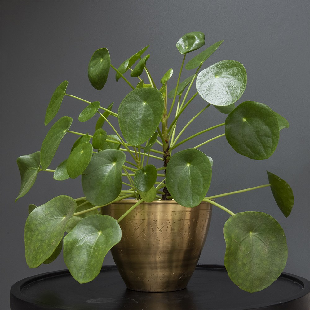 <i>Pilea peperomioides</i> 