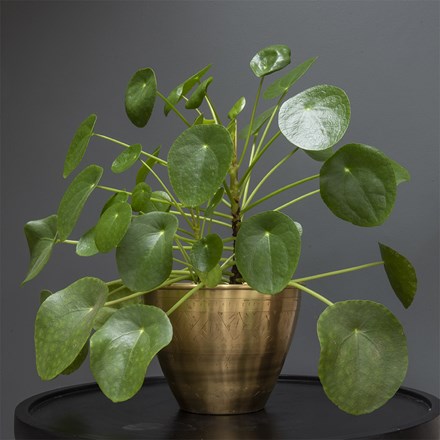 Pilea peperomioides