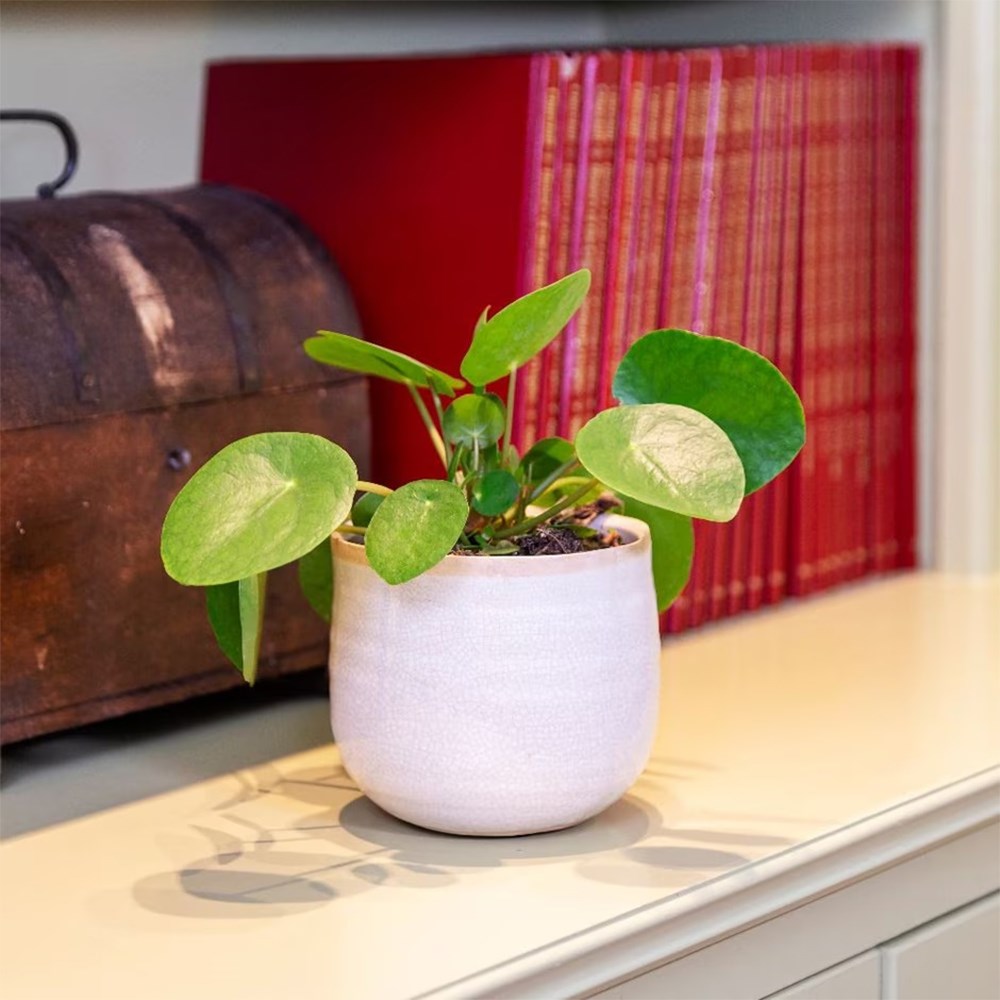 <i>Pilea peperomioides</i> 