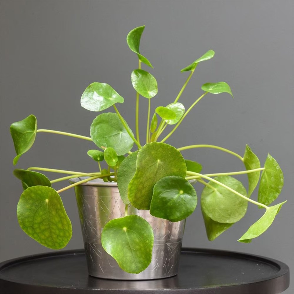 <i>Pilea peperomioides</i> 