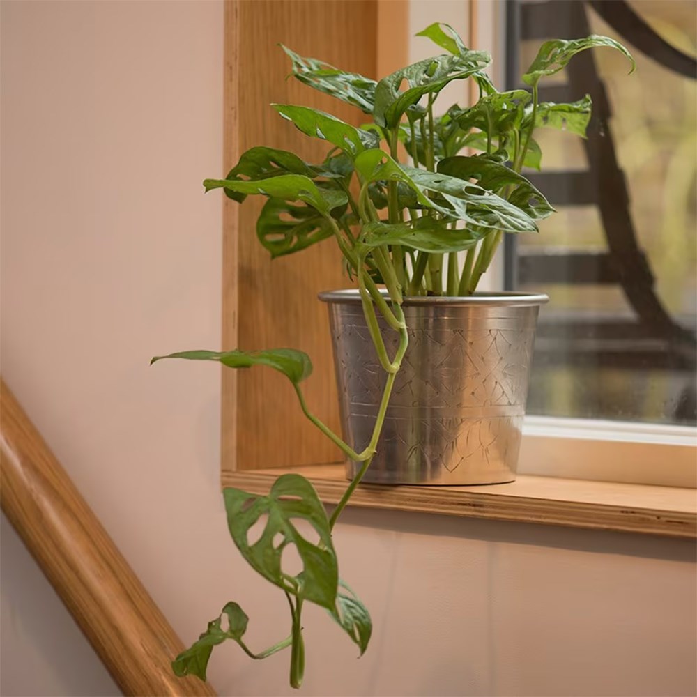 <i>Monstera adansonii</i> 'Monkey Mask'