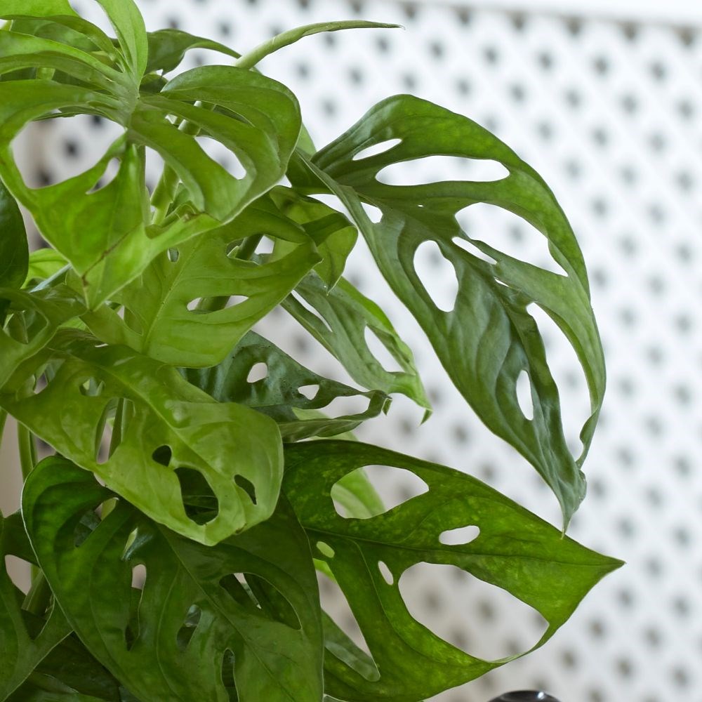 <i>Monstera adansonii</i> 'Monkey Mask'