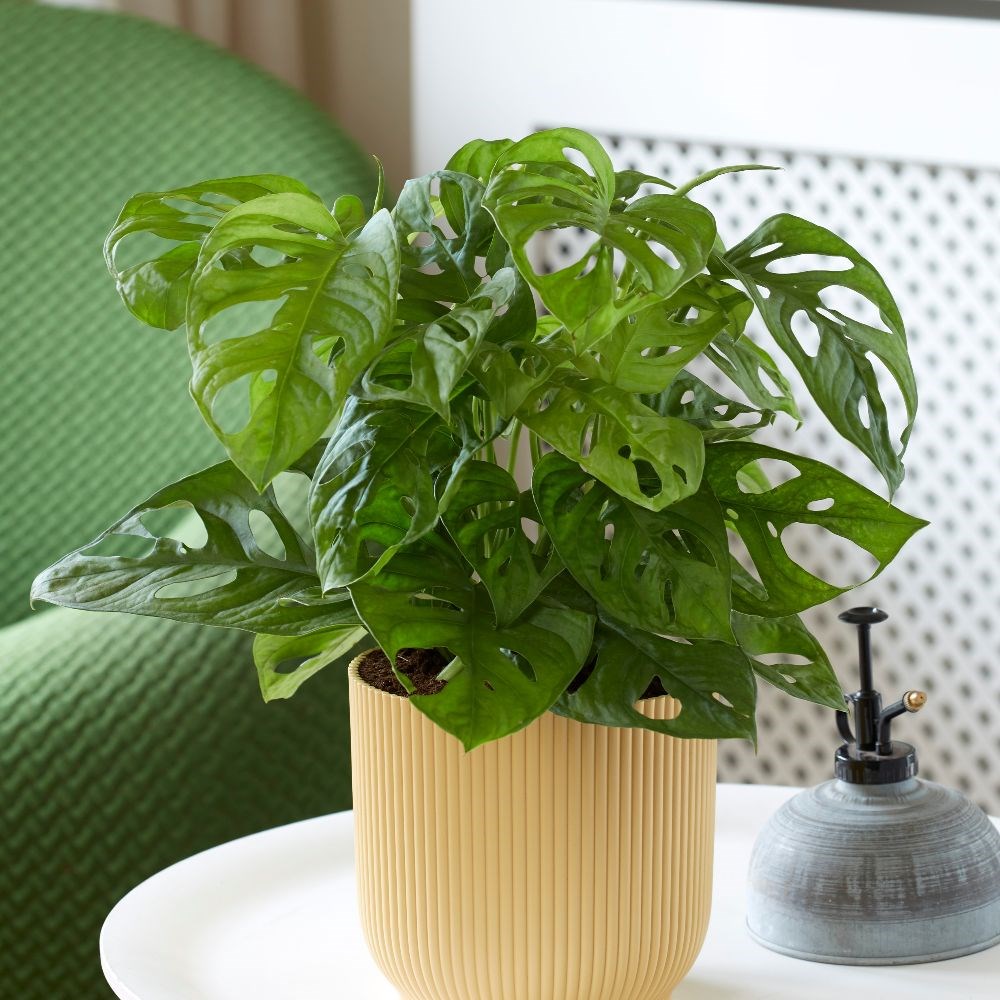 <i>Monstera adansonii</i> 'Monkey Mask'