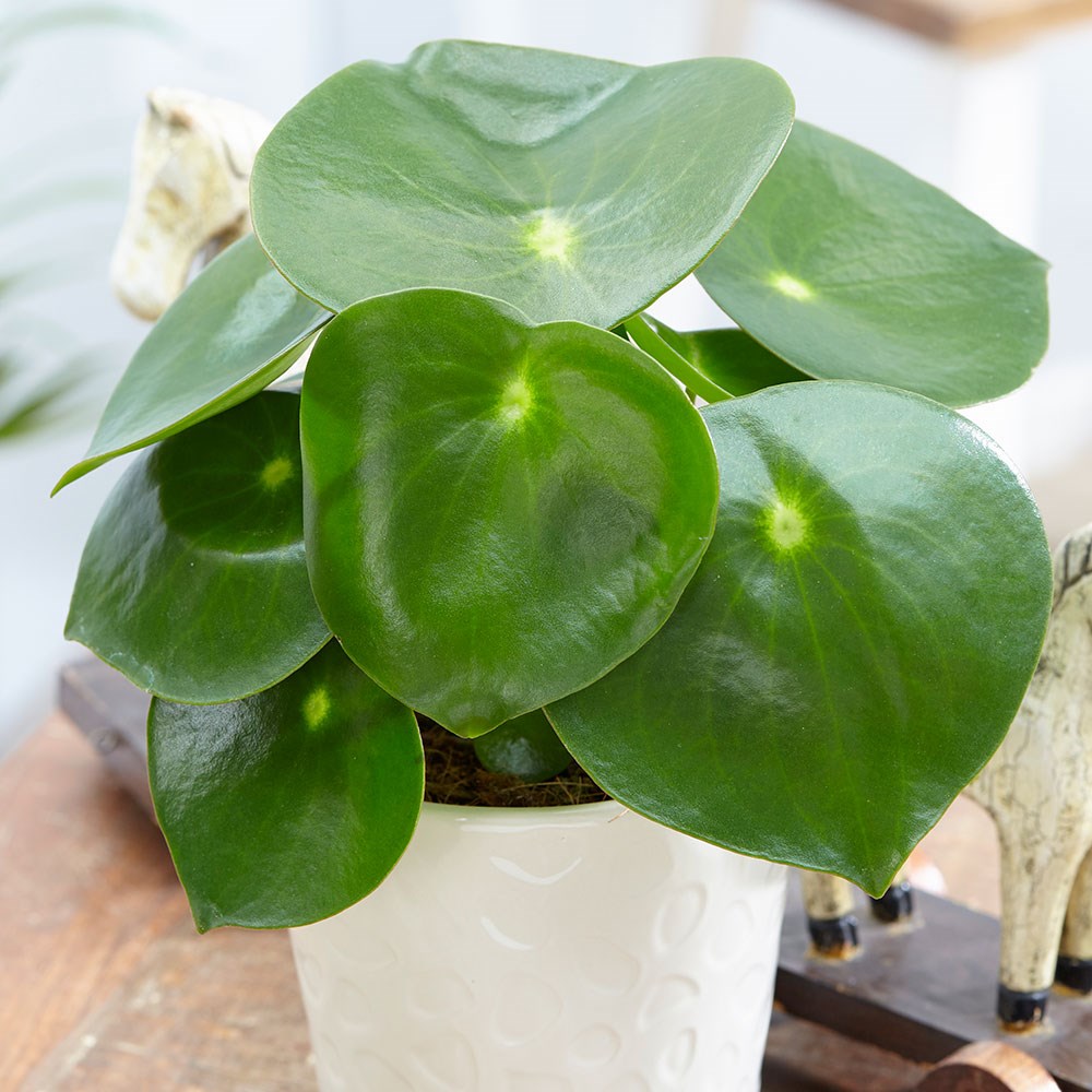 <i>Peperomia polybotrya</i> 'Raindrop'