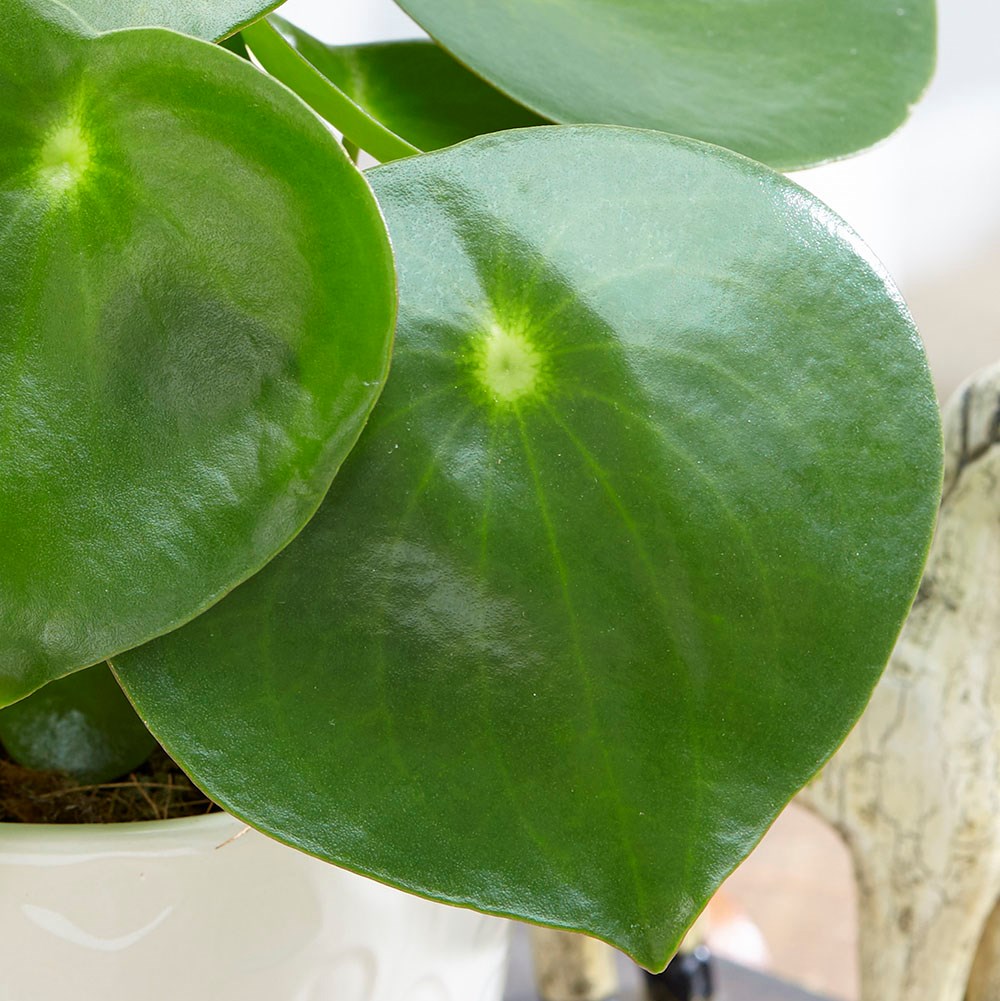 <i>Peperomia polybotrya</i> 'Raindrop'