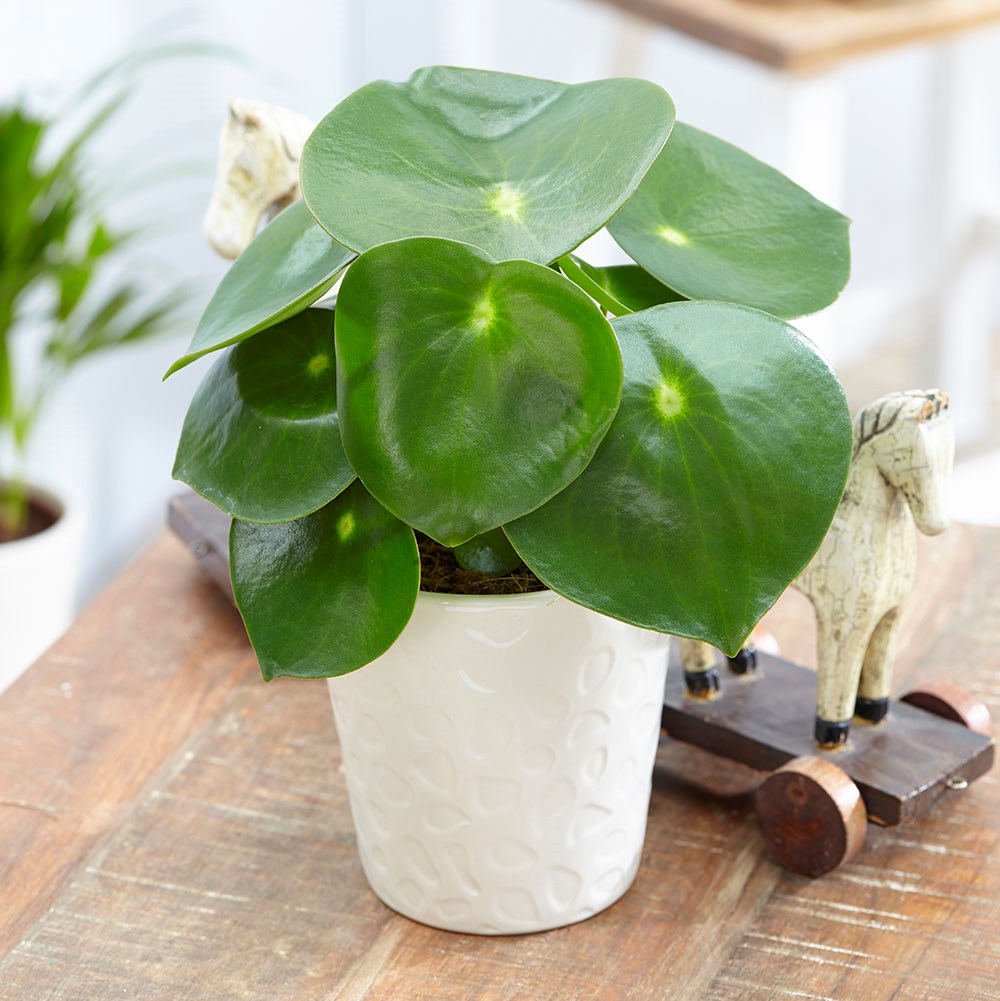 <i>Peperomia polybotrya</i> 'Raindrop'
