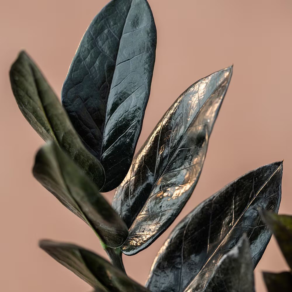 <i>Zamioculcas zamiifolia</i> <b class=small-caps>Raven</b> ('Dowon') (PBR) | Houseplant