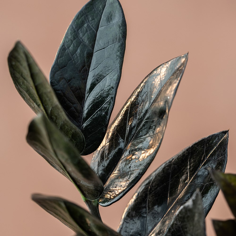 <i>Zamioculcas zamiifolia</i> <b class=small-caps>Raven</b> ('Dowon') (PBR) | Houseplant