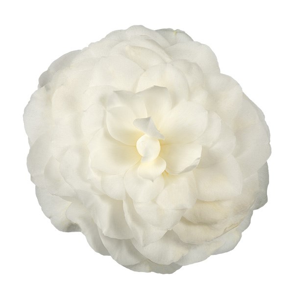 <i>Camellia japonica</i> 'Nuccio's Gem'
