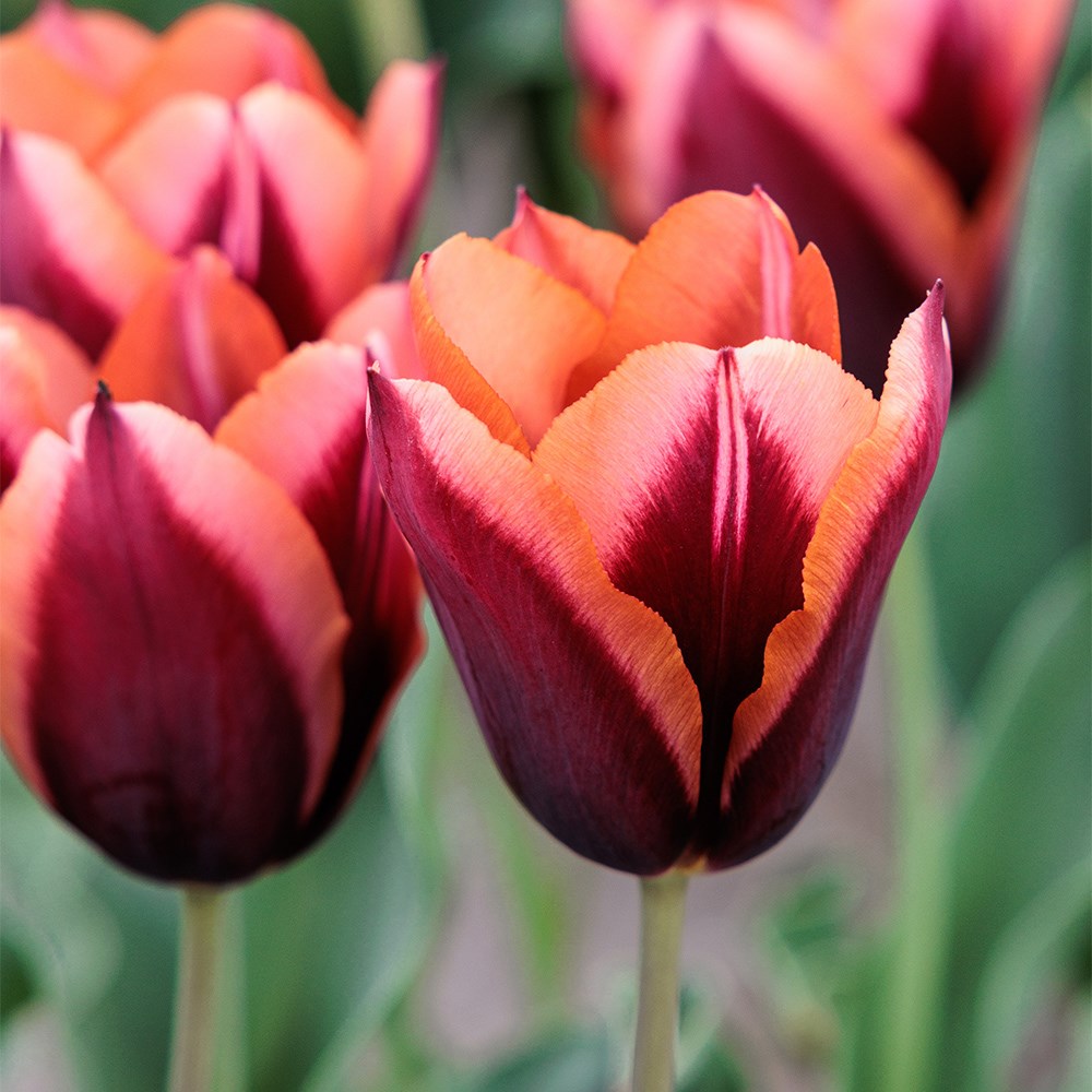 <i>Tulipa</i> 'Slawa' (PBR)