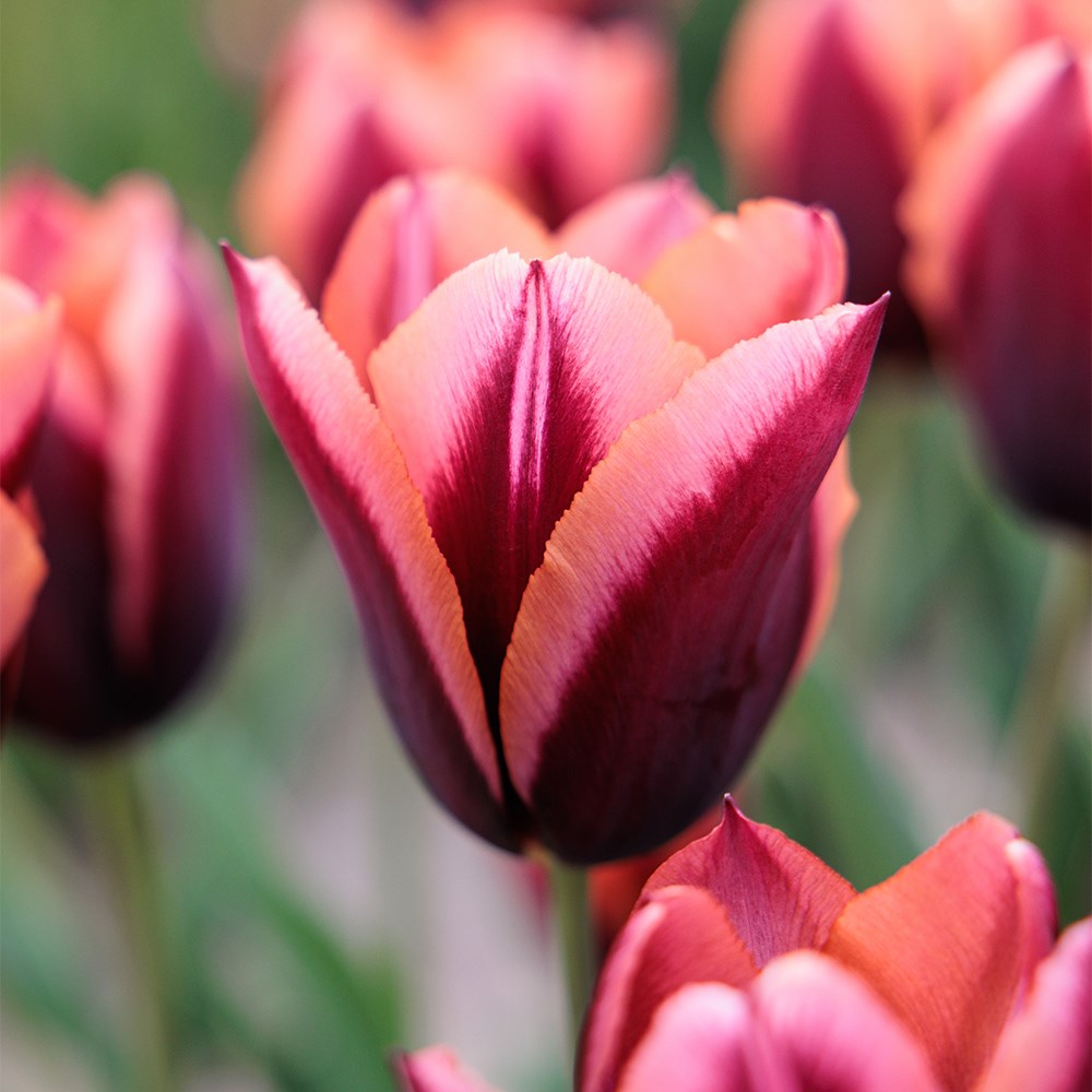 <i>Tulipa</i> 'Slawa' (PBR)