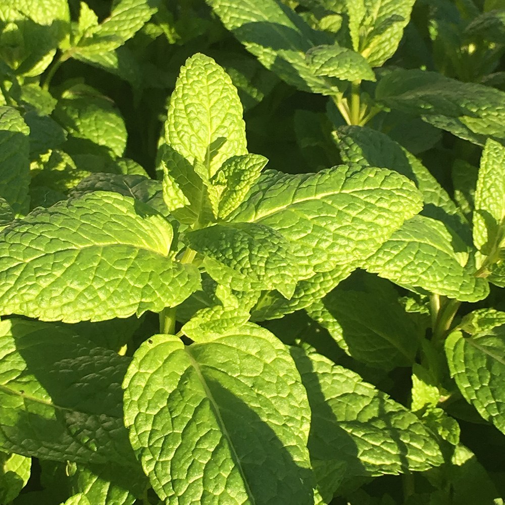 mint - spearmint