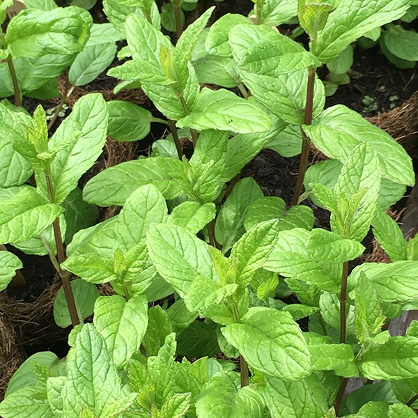 mint - spearmint