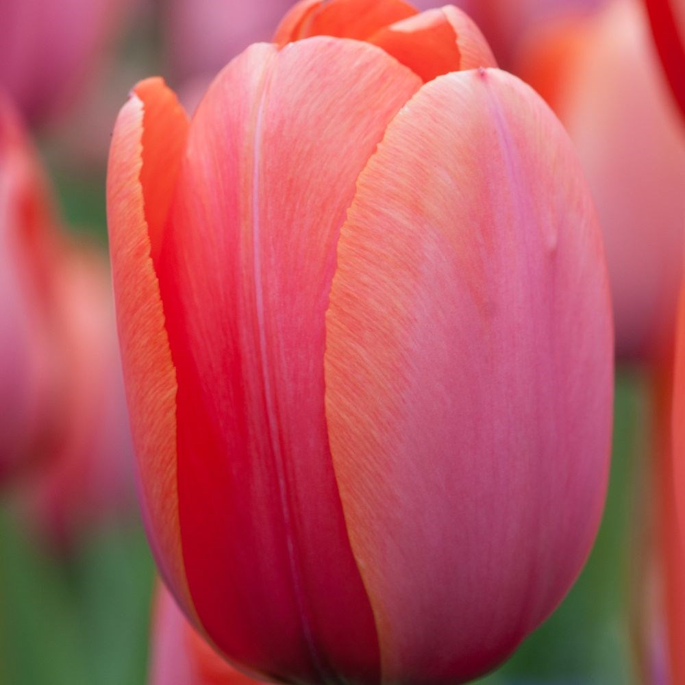 <i>Tulipa</i> 'Apricot Impression' (PBR)