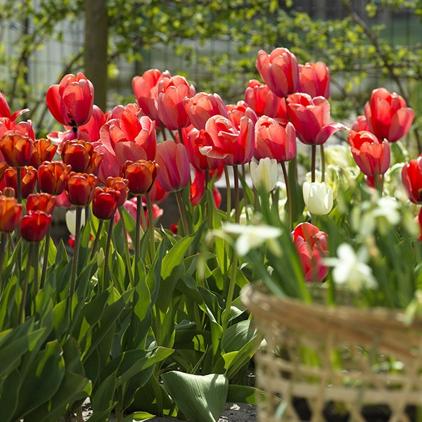 <i>Tulipa</i> 'Apricot Impression' (PBR)