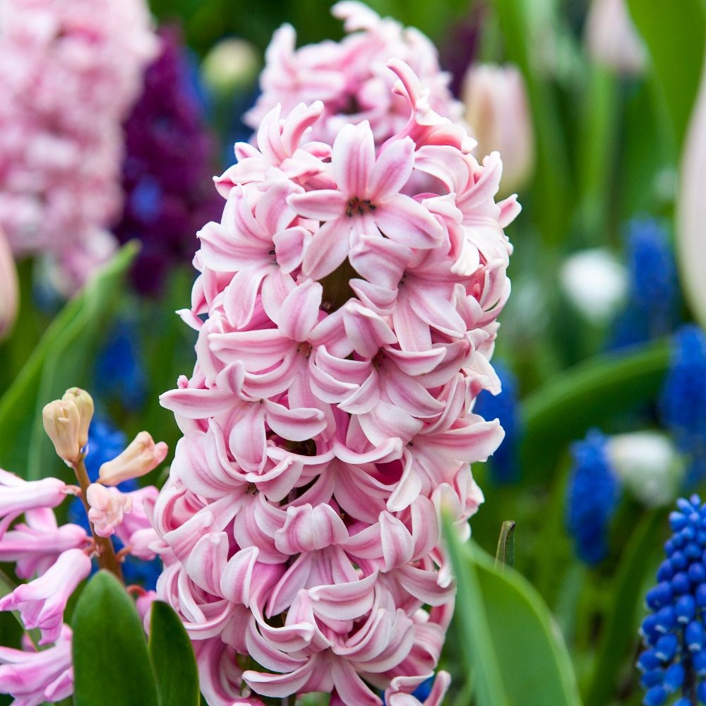 <i>Hyacinthus orientalis</i> 'Fondant'