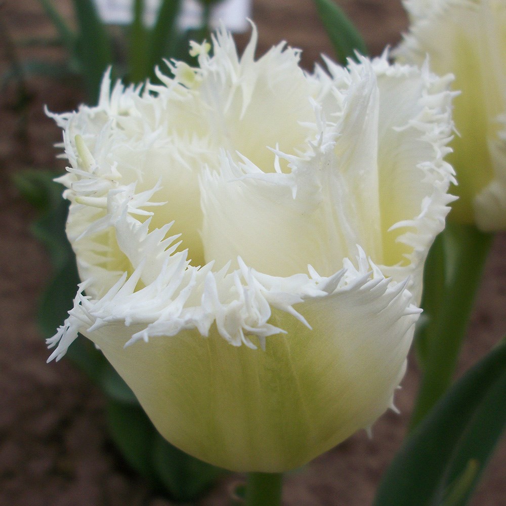 <i>Tulipa</i> 'Honeymoon'