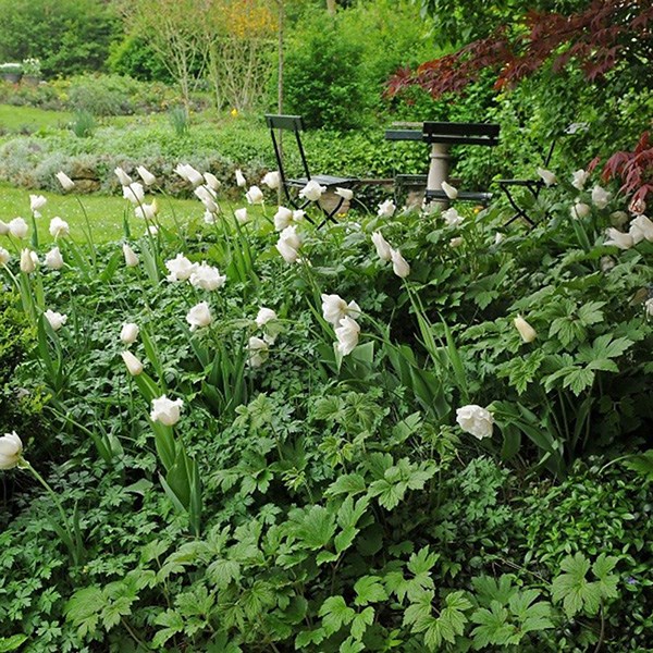 <i>Tulipa</i> 'Honeymoon'