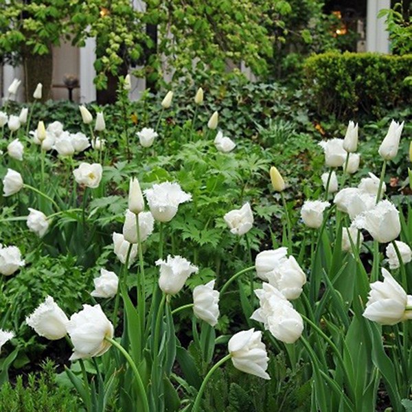 <i>Tulipa</i> 'Honeymoon'