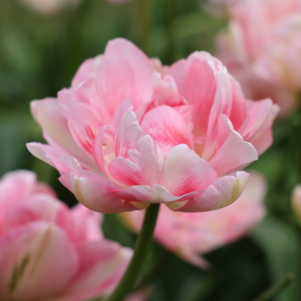 <i>Tulipa</i> 'Finola'