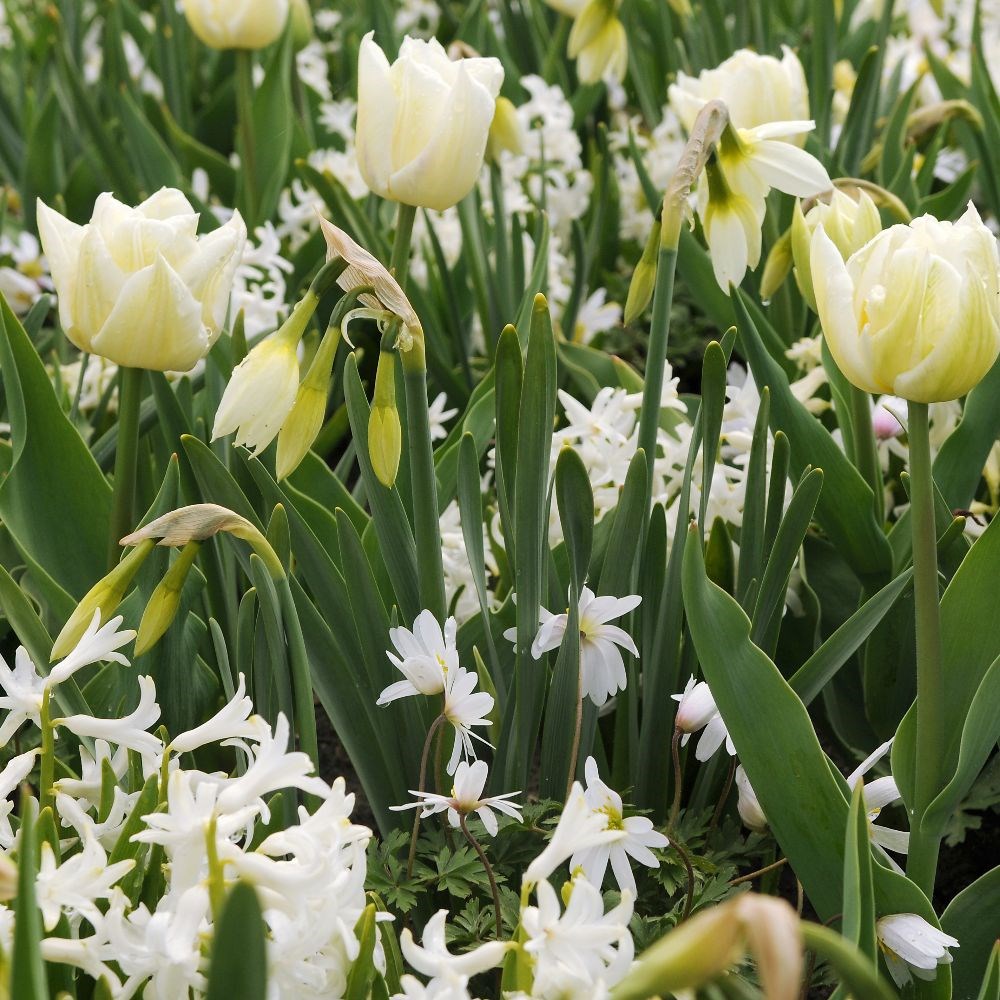 <i>Tulipa</i> 'Mondial' (PBR)
