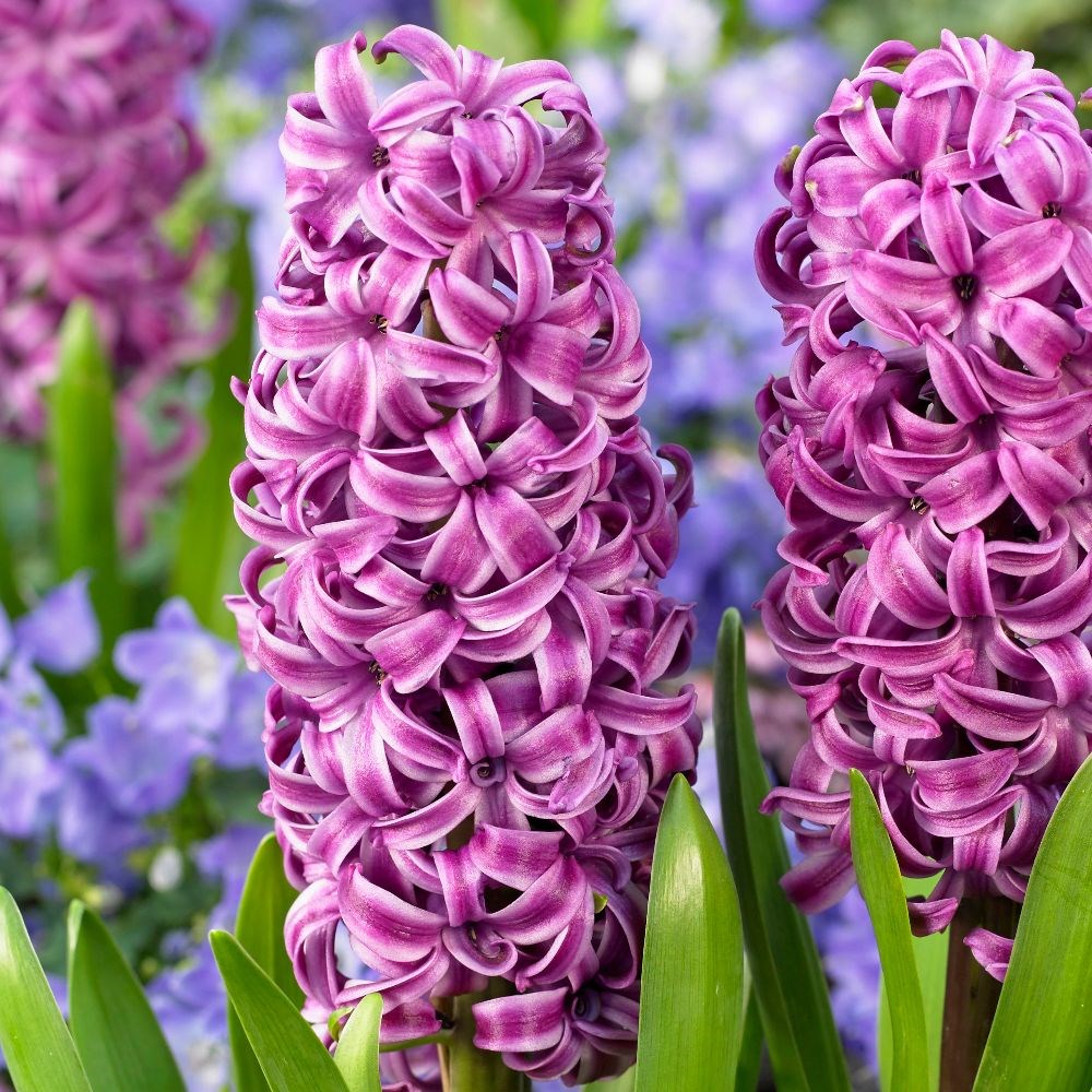 <I>Hyacinthus orientalis</i> 'Purple Sensation' (PBR)