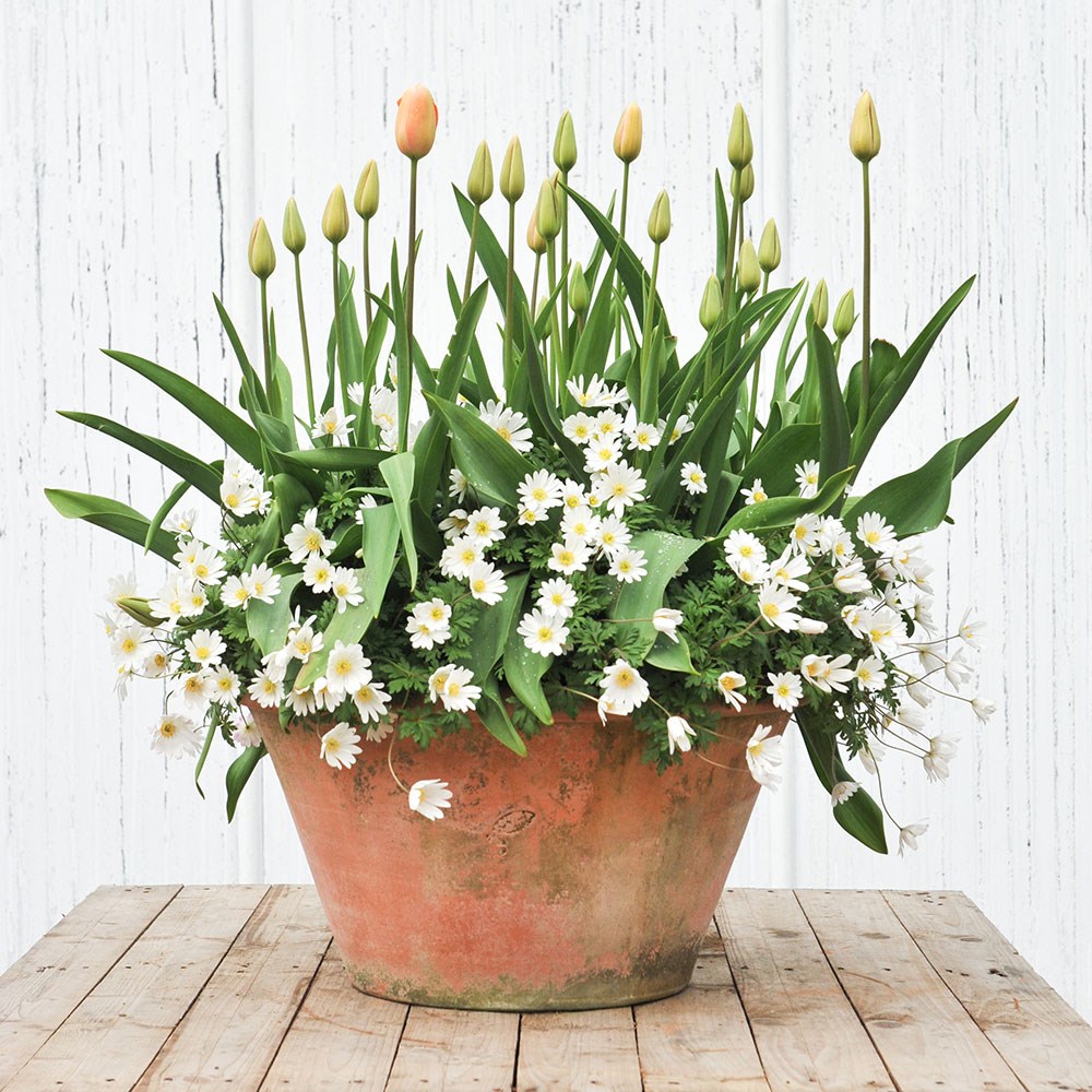 Bulb lasagne collection for pots - peach & white