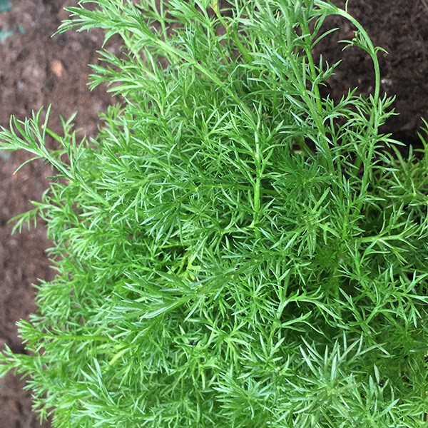 common chamomile