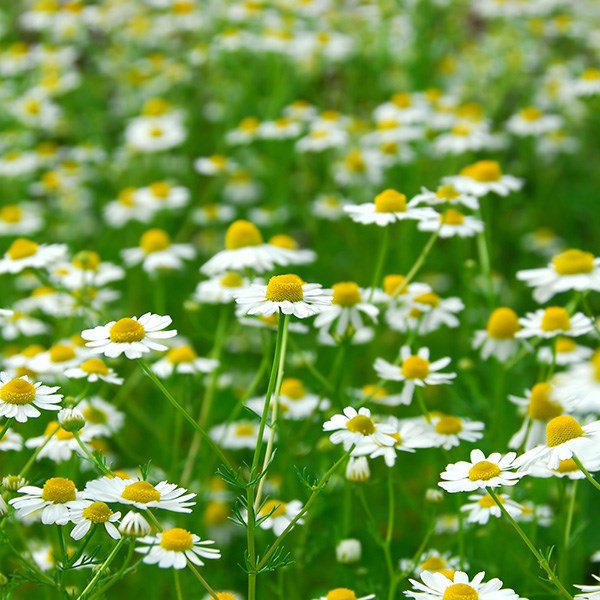 common chamomile