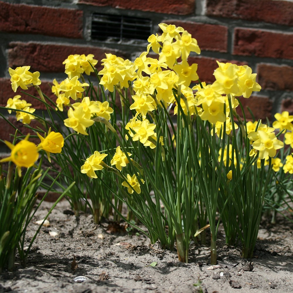 <i>Narcissus</i> 'Sabrosa'