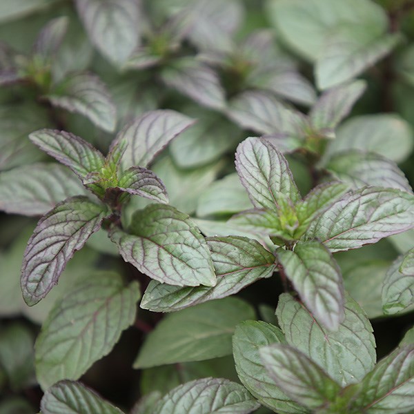 mint - peppermint