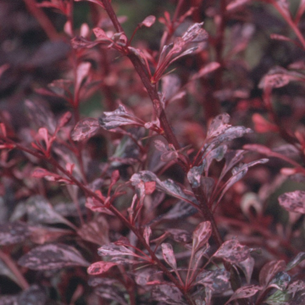 <I>Berberis thunbergii</i> f. <i>atropurpurea</i> 'Harlequin'