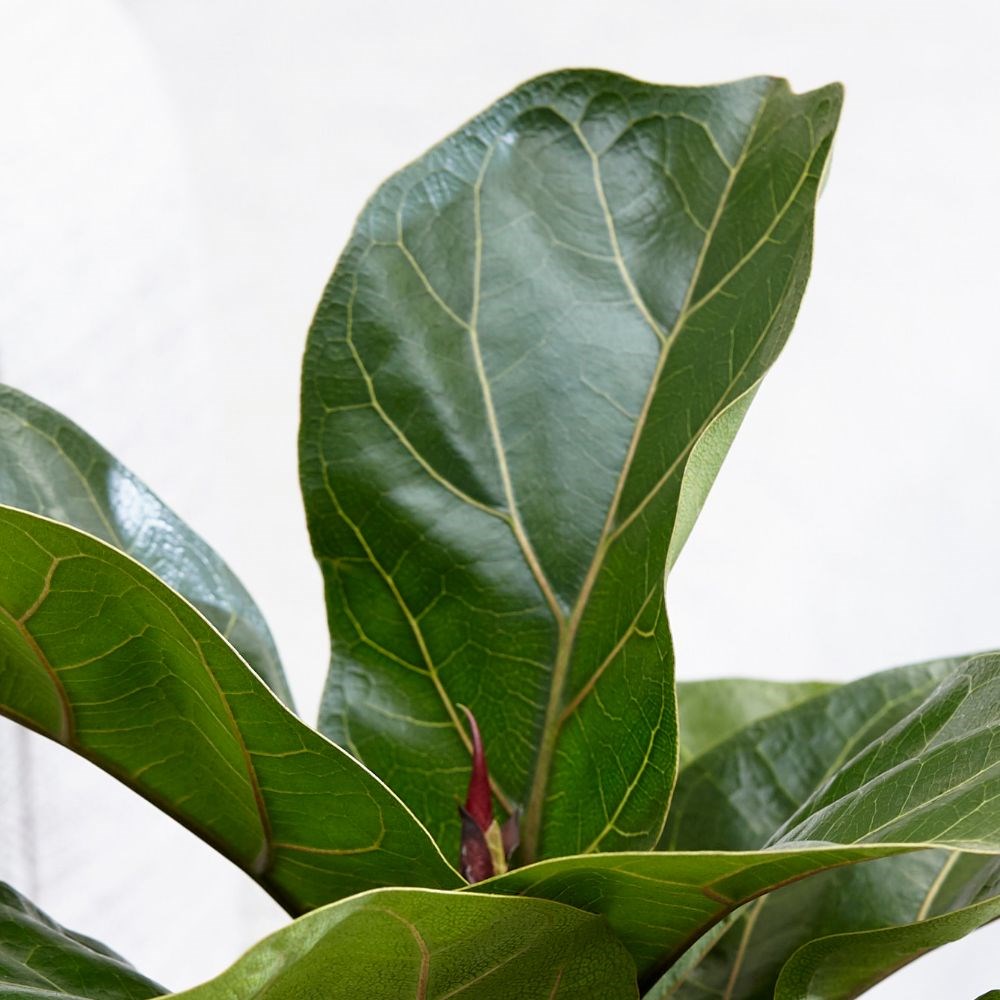 <i>Ficus lyrata</i> 'Bambino' (PBR)