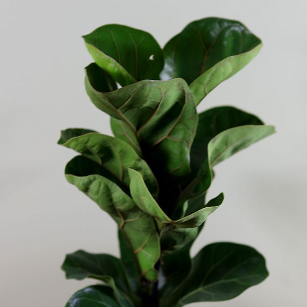 <i>Ficus lyrata</i> 'Bambino' (PBR)