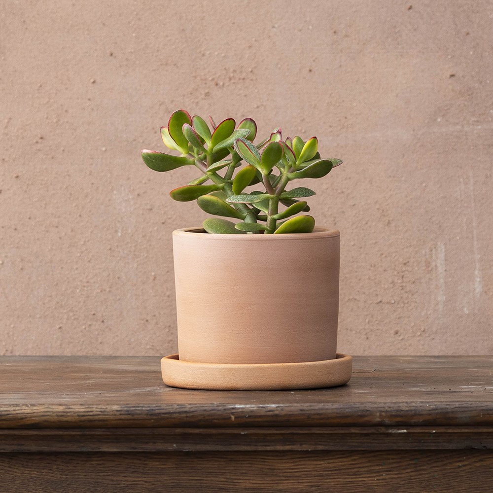 Crassula ovata | Houseplant