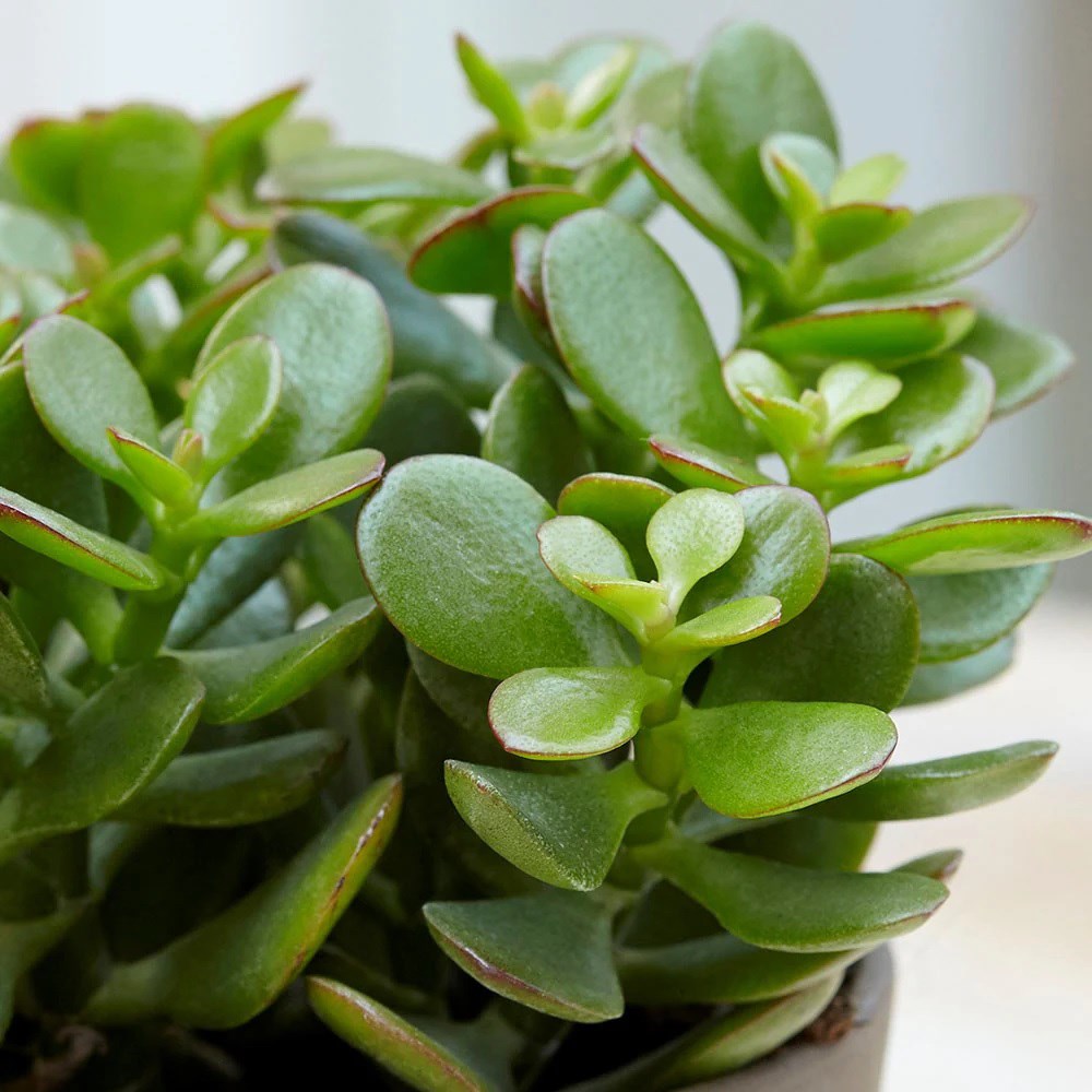 Crassula ovata | Houseplant