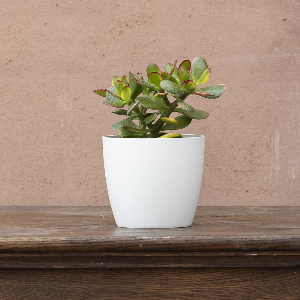 Crassula ovata | Houseplant