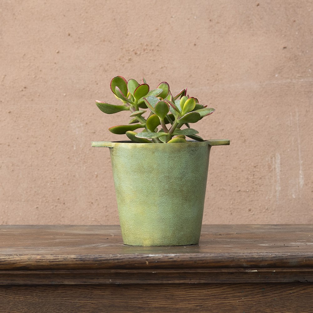 Crassula ovata | Houseplant