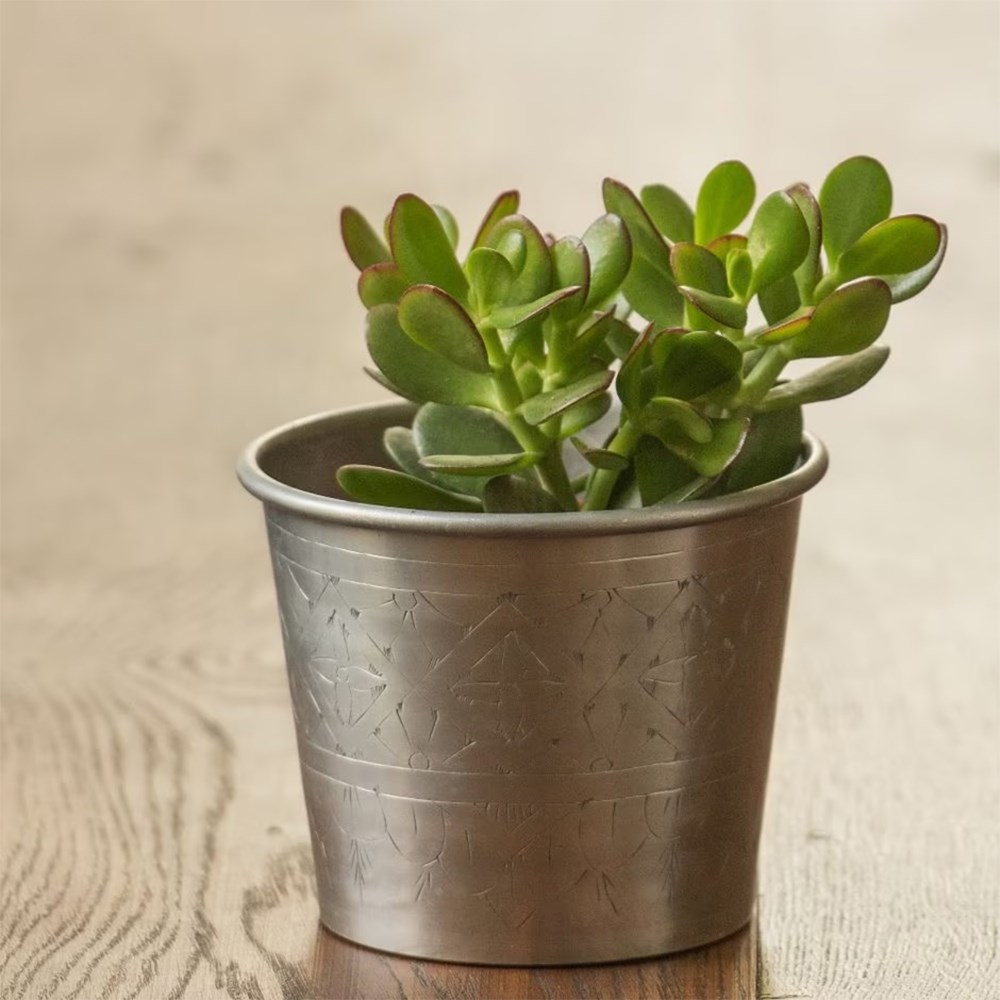 Crassula ovata | Houseplant