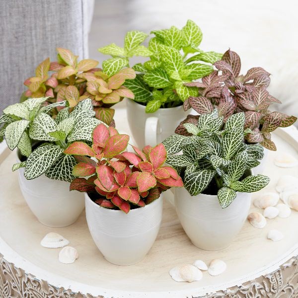 Fittonia mix | Houseplant